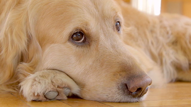 Golden retriever laying on the floor