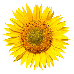 Fototapeta premium sunflower isolated