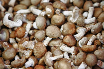 Funghi