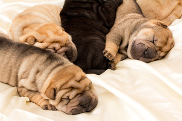 Shar pei puppy