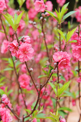 peach blossom bloom in an orchard