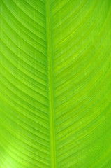 leaf close up