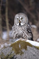 Great Grey Owl (Strix nebulosa)