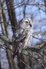 Great Grey Owl  (Strix nebulosa)