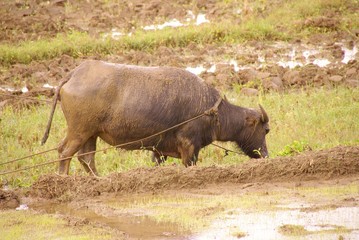 A working buffalo at the rice fields in the Philippines