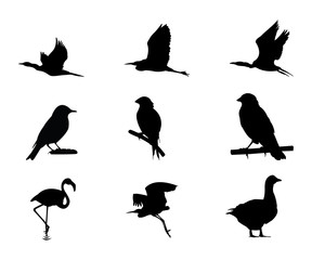 Bird silhouettes
