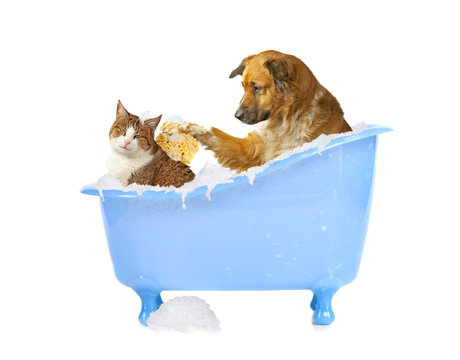 Katzenw&auml;sche, Hund und Katze in der Badewanne