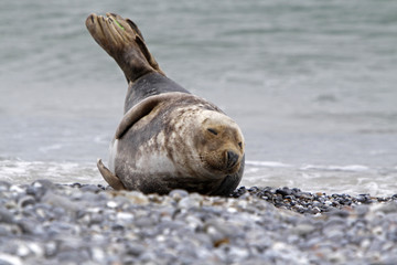 Kegelrobbe am Strand der Helgoländer Düne