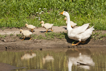 Goose family