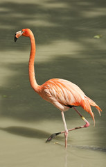 Pink flamingo