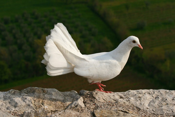 Colomba bianca