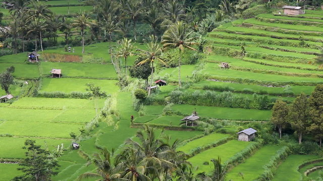 field terraces close to mount Agung, Bali
