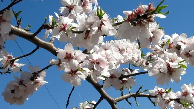 Rameau d'amandier en fleurs