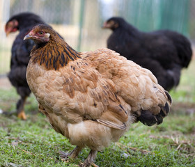Beige chicken hen