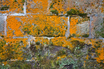 Alte Steinmauer mit Bewuchs