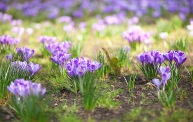 Fresh violet crocus at spring