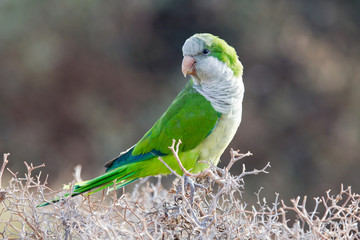 Quaker Parrot na krzaku 2 © tomasz horowski