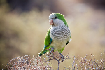 Naklejka premium Quaker Parrot na krzaku