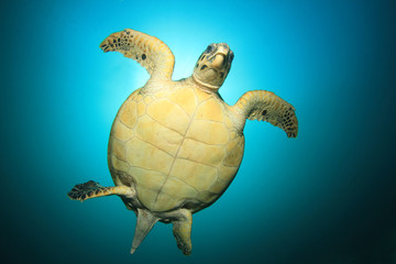 Hawksbill Sea Turtle with sun behind it