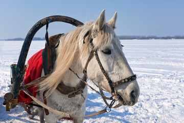 Head of white horse with harness.