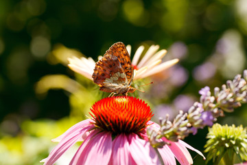 Butterfly on Echinacea flower