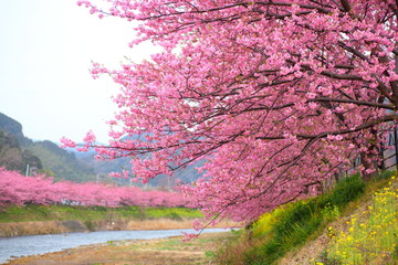 kawazu sakura