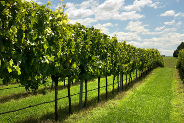 Fototapeta na wymiar Wiersze Grapevines rośnie winnica