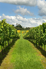 Fototapeta na wymiar Wiersze Grapevines rośnie winnica