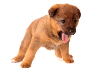 puppy, isolated.