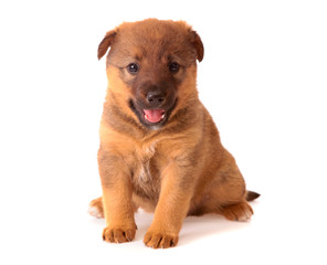 puppy on a white background