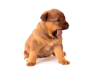 red puppy , isolated.