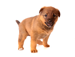 red puppy , isolated.