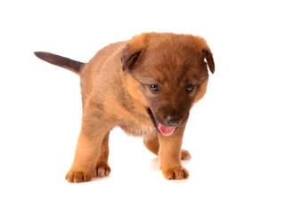 Obraz premium puppy , isolated.