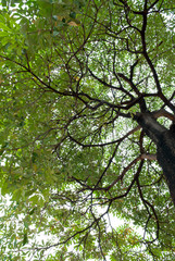 Fototapeta premium Beautiful green tree background