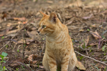 Naklejka na ściany i meble Cat sitting