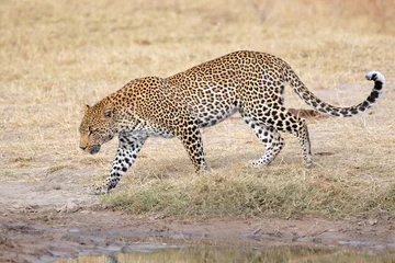 Foto op Canvas Leopard walking © EcoView
