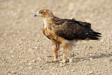 Tawny eagle, Kalahari desert, South Africa