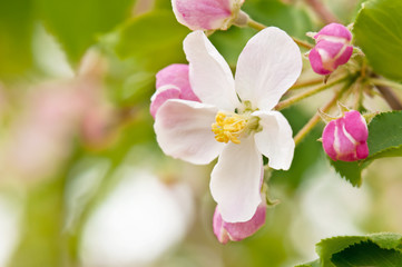 Fototapeta na wymiar Branch blossoming apple-tree