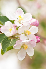 Fototapeta na wymiar Branch blossoming apple-tree