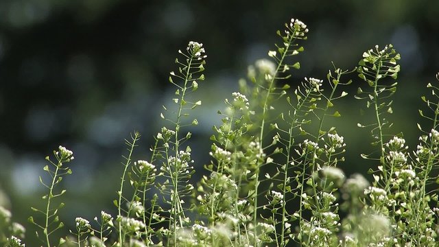 The flower of shepherd's purse,in Showa Kinen Park,Tokyo,Japan