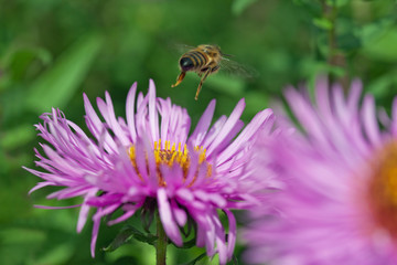 Flower and bee.