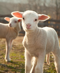 Two lambs