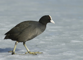 Common Coot walking on the ice