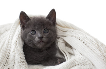 kitten wrapped in a blanket