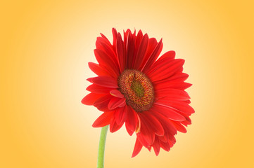 Gerbera flower against gradient background
