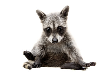 baby raccoon - Procyon lotor in front of a white background - obrazy, fototapety, plakaty