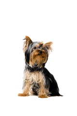Yorkshire terrier puppy