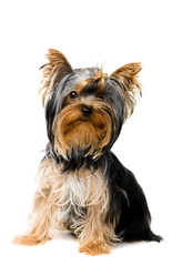 Yorkshire terrier puppy