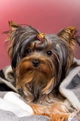 Yorkshire terrier puppy