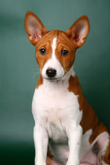 Little Basenji puppy, 2 mounth, on the green background